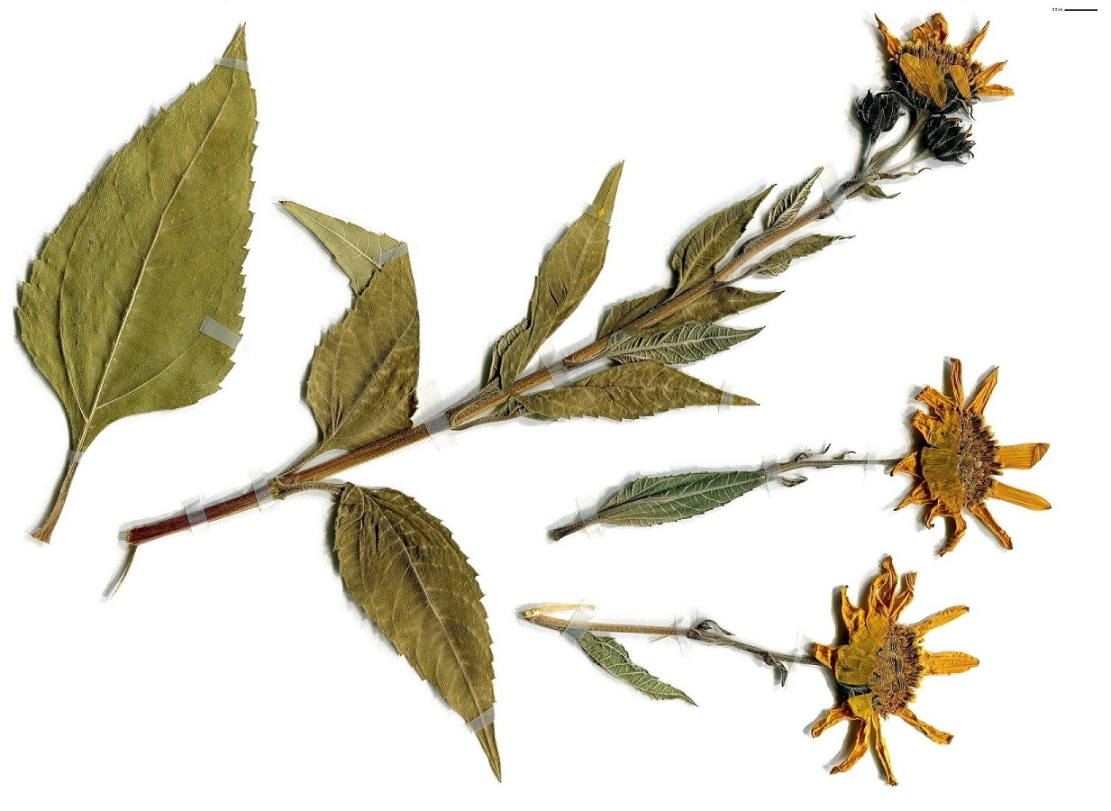 Helianthus x laetiflorus (Asteraceae)